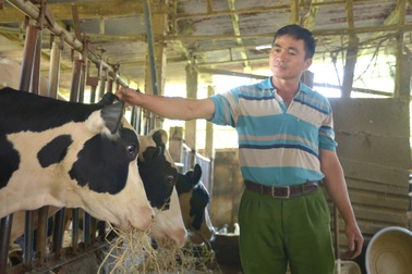 Vụ bò sữa chết hàng loạt sau tiêm vaccine: Vực dậy sau thảm họa