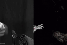 Robot đã có thể bắt kịp chuyển động của các loài chim