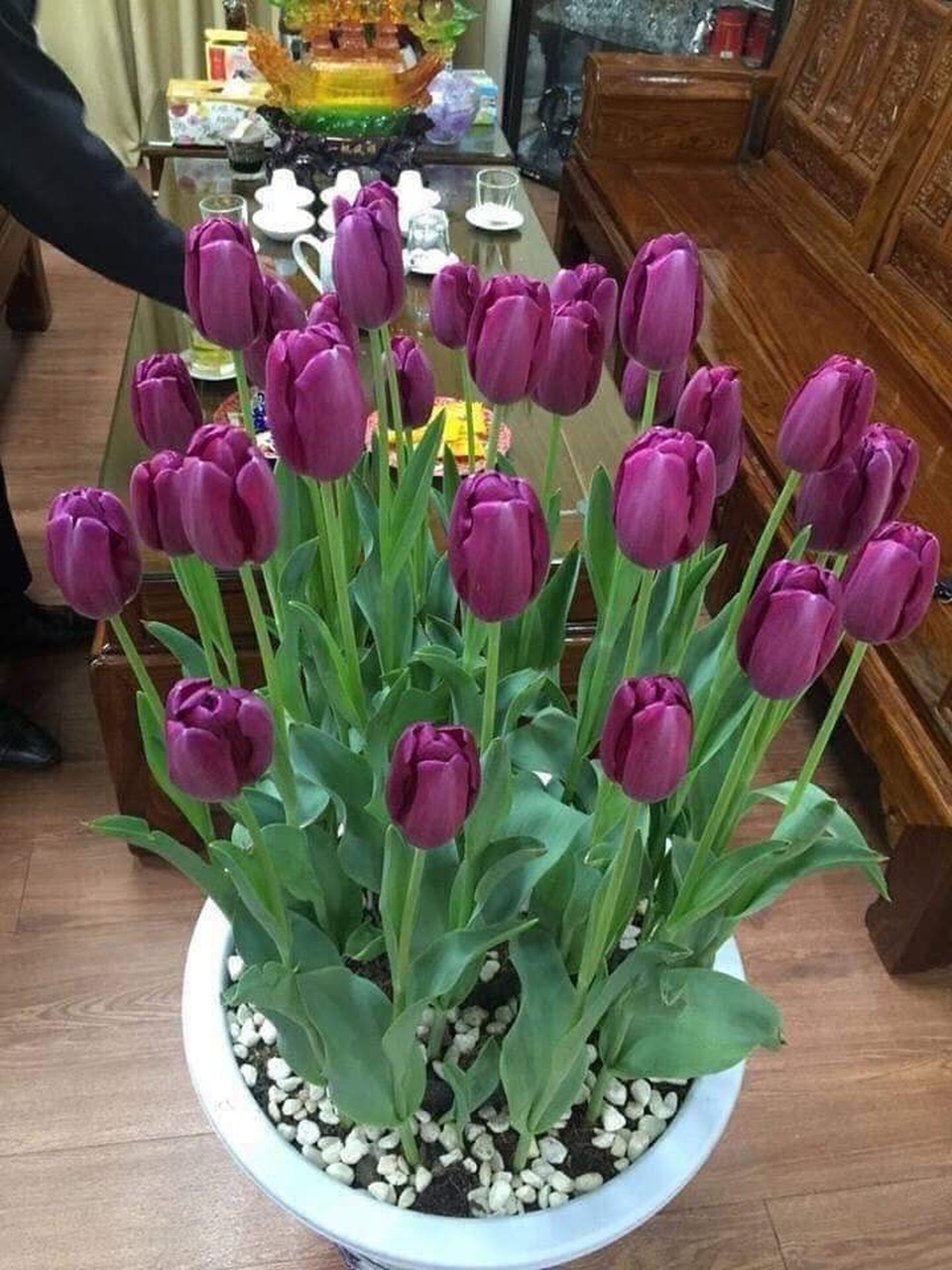 Trồng hoa tulip bán dịp Tết mang lại lợi nhuận kinh tế cao - 2 Trồng hoa tulip bán dịp Tết mang lại lợi nhuận kinh tế cao - 2