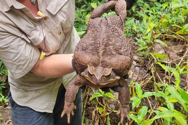 Phát hiện con cóc khổng lồ to nhất thế giới nặng 2,7kg trong vườn quốc gia