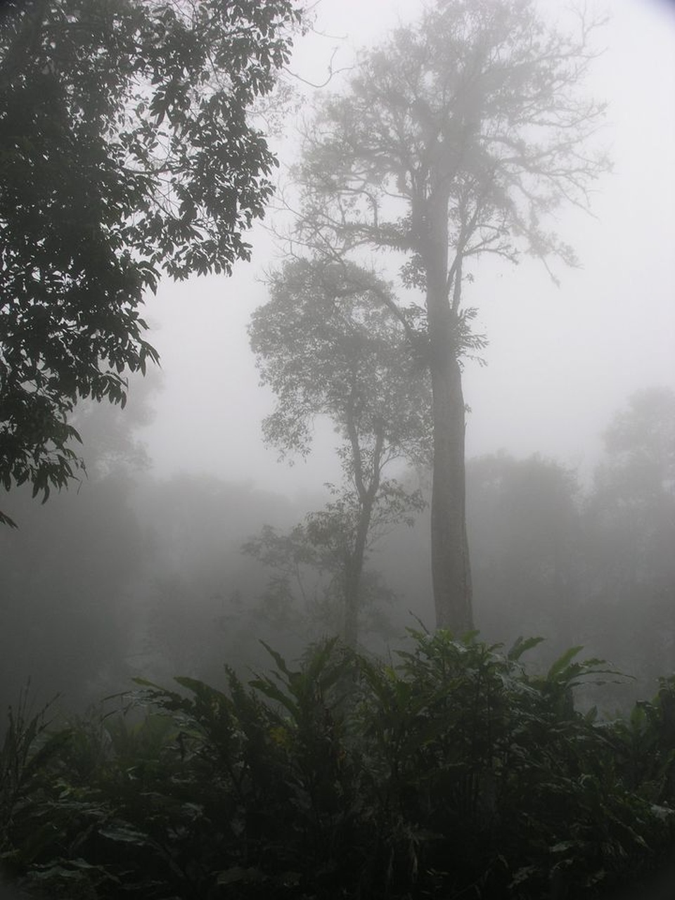 Mùa hái quả Nữ hoàng gia vị.... - 12 Mùa hái quả Nữ hoàng gia vị.... - 12