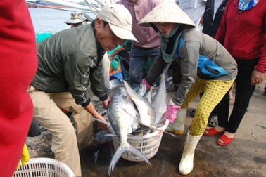 Mẻ cá bè “khủng” hơn 100 tấn của ngư dân Quảng Trị trị giá bao nhiêu?