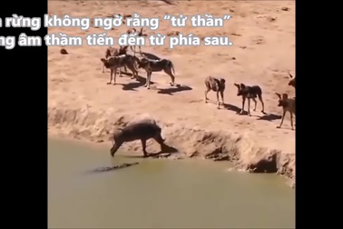 Lợn rừng mất mạng khi lâm vào tình cảnh tiến thoái lưỡng nan