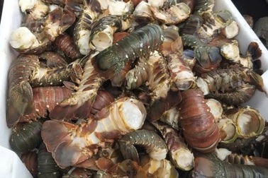 Thủ phủ tôm hùm Đắk Lắk thiệt hại hơn 3.000 tỷ đồng, ngư dân xin giãn nợ