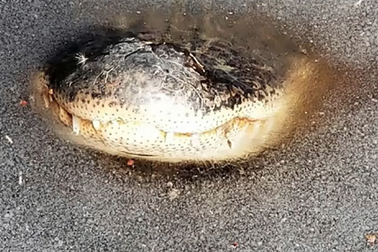 Kì lạ hiện tượng cá sấu “ngủ đông” ở Mỹ