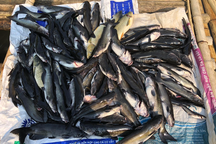 Cá lồng chết bất thường hàng loạt trên sông Mã