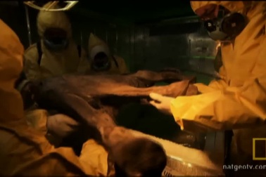 Xác voi ma mút non được bảo quản hoàn hảo trong 40.000 năm