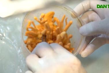 Cựu chiến binh nuôi đông trùng hạ thảo thu nhập gần 400 triệu mỗi năm