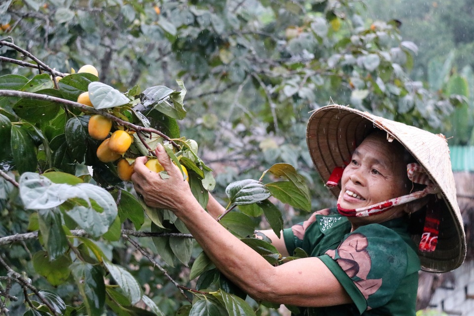 Hà Tĩnh: Hồng Yên Du được mùa, người dân phấn khởi “đếm quả, lấy tiền” - 7 Hà Tĩnh: Hồng Yên Du được mùa, người dân phấn khởi “đếm quả, lấy tiền” - 7