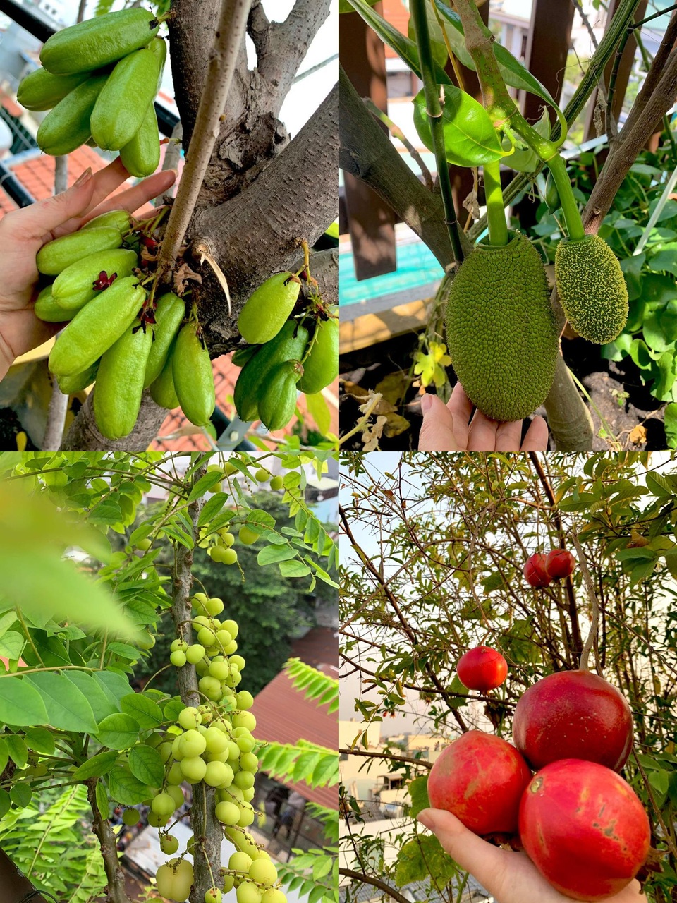 Khu vườn trên không trăm loại rau trái tươi tốt của mẹ đảm Sài Gòn - 7 Khu vườn trên không trăm loại rau trái tươi tốt của mẹ đảm Sài Gòn - 7