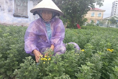 Làng hoa Mỹ Bình có khả năng “mất tết”