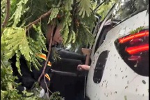 Cây lớn đổ đè lên ô tô chở 6 người trong mưa bão Bualoi