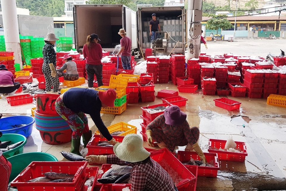 Trúng vụ cá, ngư dân có thêm nhu nhập đón Tết - 2 Trúng vụ cá, ngư dân có thêm nhu nhập đón Tết - 2