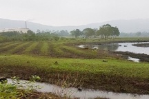 Nguyên chủ tịch xã “phù phép” chiếm hàng chục lô đất cho người nhà