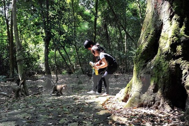 Nguyên nhân 13 người bị khỉ cắn, gây thương tích tại Tây Ninh