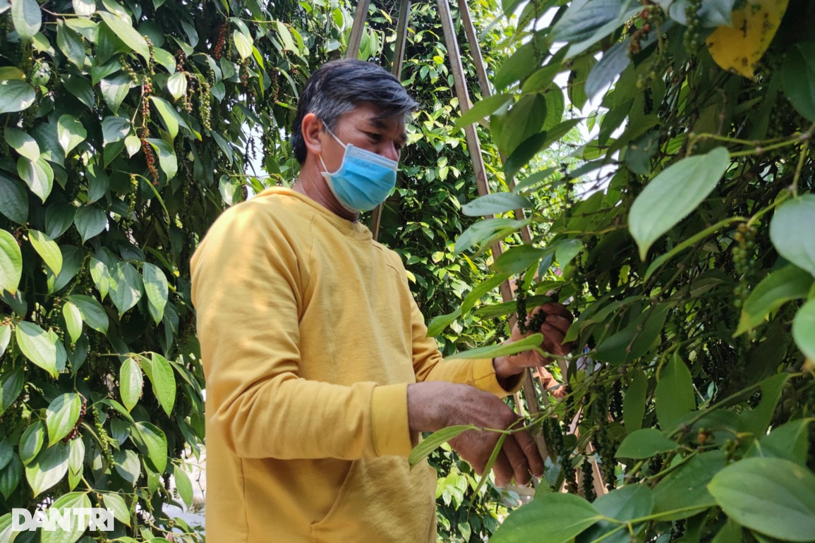 Giám đốc CLB Hoàng Anh Gia Lai nghỉ hưu sớm, về làm vườn, kiếm tiền tỷ - 1 Giám đốc CLB Hoàng Anh Gia Lai nghỉ hưu sớm, về làm vườn, kiếm tiền tỷ - 1