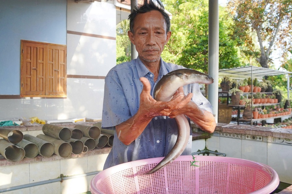 30 năm đếm thất bại chờ thành công với loài cá sinh ở biển, lớn trong đầm - 1 30 năm đếm thất bại chờ thành công với loài cá sinh ở biển, lớn trong đầm - 1