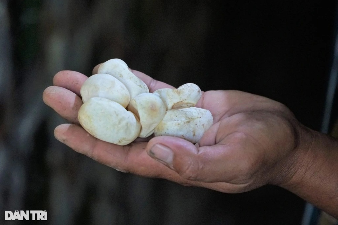 Anh nông dân đánh liều nuôi con nhiều người khiếp sợ, thu lãi khủng - 2 Anh nông dân đánh liều nuôi con nhiều người khiếp sợ, thu lãi khủng - 2