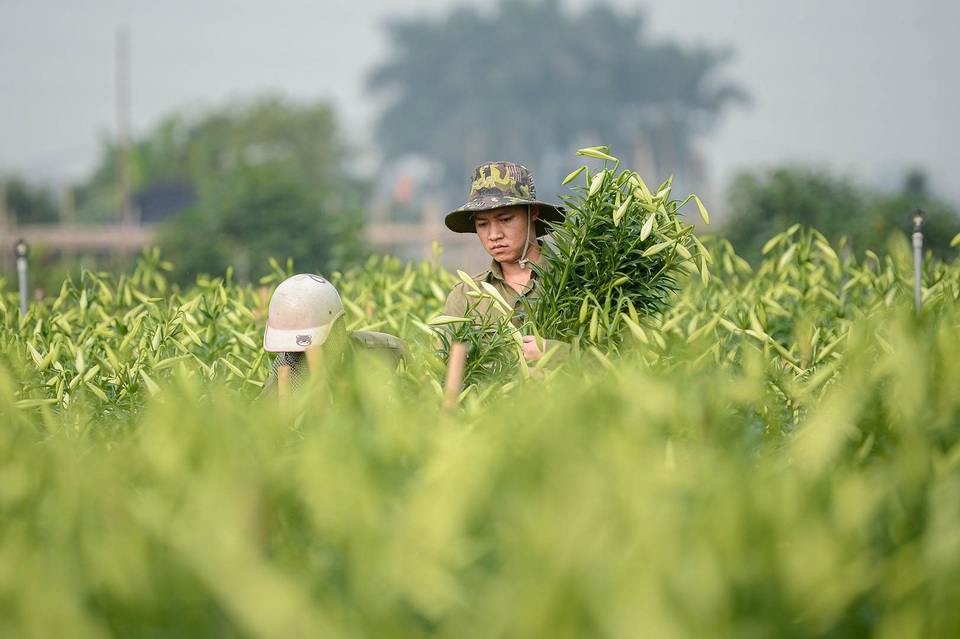 Thủ phủ hoa của tháng tư vào mùa chính vụ - 3 Thủ phủ hoa của tháng tư vào mùa chính vụ - 3