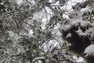 Băng giá bất ngờ xuất hiện ở Tà Xùa