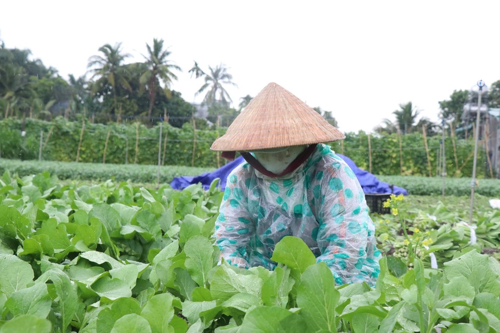 Người Đắk Lắk thương tặng TPHCM hàng chục tấn rau củ nghĩa tình - 4 Người Đắk Lắk thương tặng TPHCM hàng chục tấn rau củ nghĩa tình - 4
