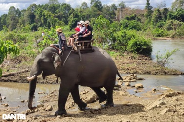 Đắk Lắk sẽ nhận tài trợ 2 triệu USD để chấm dứt du lịch cưỡi voi