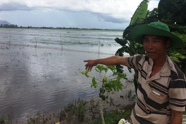 Miền Tây xả nước, gom phù sa cứu hàng ngàn ha lúa