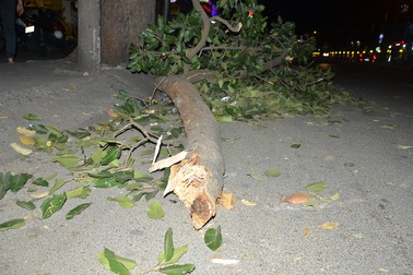 Cành cây cổ thụ rơi trúng 2 người đi xe máy