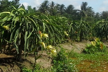 Bất thường thương lái Trung Quốc mua... hoa thanh long