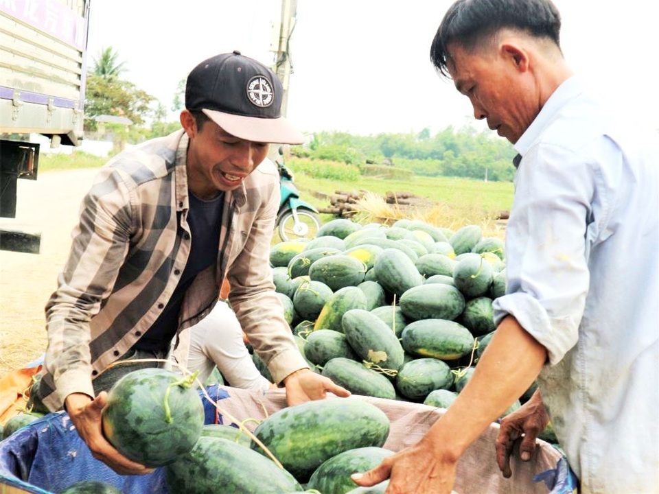 Nông dân thấp thỏm vì dưa hấu sáng một giá, chiều một giá - 5 Nông dân thấp thỏm vì dưa hấu sáng một giá, chiều một giá - 5