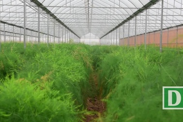 Hà Nội: Măng tây trong nhà lưới cho thu hoạch gần chục triệu đồng mỗi ngày