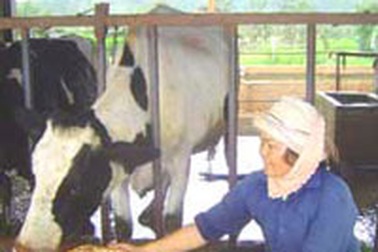 Vắt sữa bò, ra nước mắt!