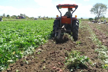 Tổ chức "lạ" xin xác nhận ở Gia Lai để ra Hà Nội kêu gọi mua khoai