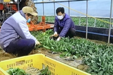 Đưa lao động đi làm việc ở Hàn Quốc, thu nhập gần 40 triệu đồng/tháng