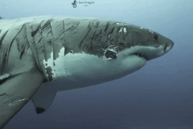 Con cá mập "mình đầy thương tích" khiến giới chuyên gia sửng sốt