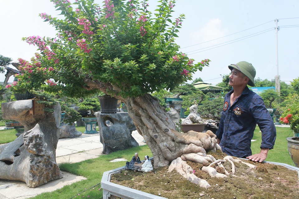 Mục sở thị khu vườn gần 1.000 cây cảnh bonsai hiếm có đất Hà Thành - 13 Mục sở thị khu vườn gần 1.000 cây cảnh bonsai hiếm có đất Hà Thành - 13