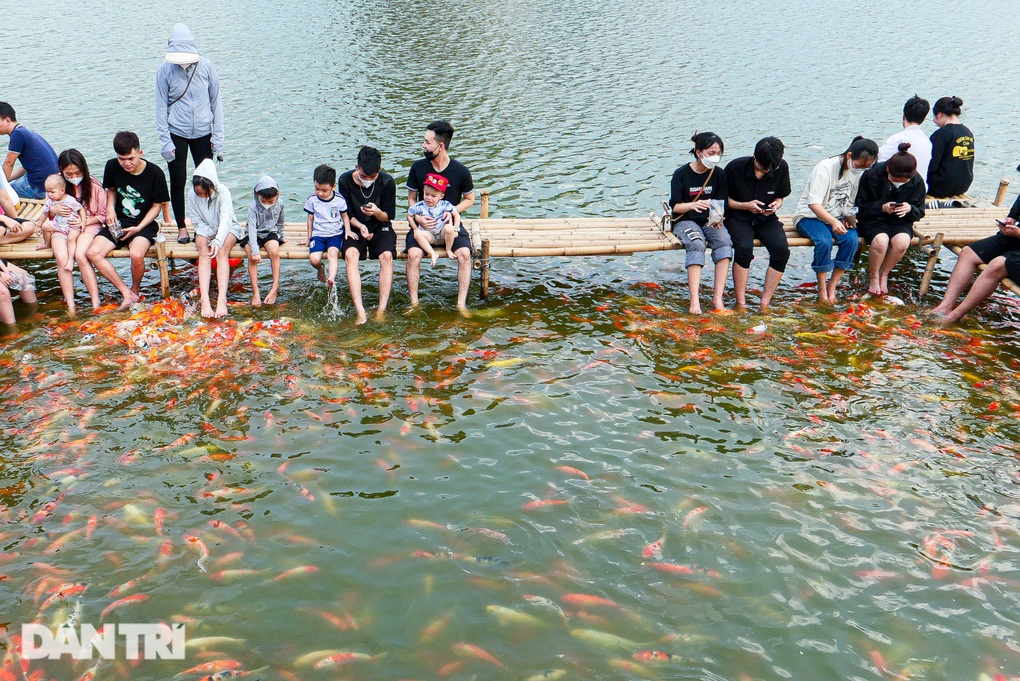 Người Hà Nội đổ tới xem hồ cá koi 12.000 con, vài trẻ em té ngã - 2 Người Hà Nội đổ tới xem hồ cá koi 12.000 con, vài trẻ em té ngã - 2