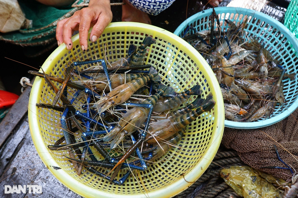 Nghề đóng đáy cược mạng sống kiếm cơm gạo qua ngày - 4 Nghề đóng đáy cược mạng sống kiếm cơm gạo qua ngày - 4