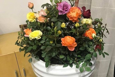 Những lưu ý cần biết giúp cây cảnh trưng Tết đẹp lâu, an toàn