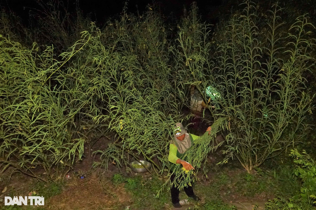 Soi đèn xuyên đêm gom bông điên điển mùa nước nổi - 2