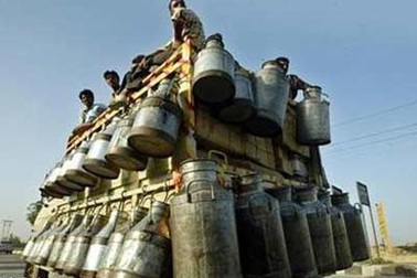 Ấn Độ: Hầu hết sữa tươi bị ô nhiễm hoặc pha loãng