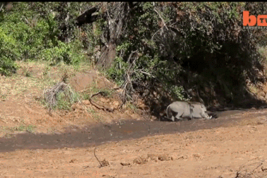 Phản xạ tuyệt vời của lợn rừng trước đòn tấn công của báo đốm