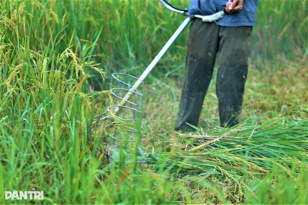 Cách thu hoạch lúa độc đáo ở nơi máy gặt đập chào thua - 4