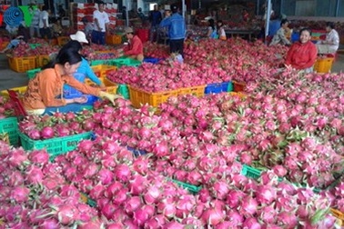 Thanh long cho bò ăn do giá... bèo