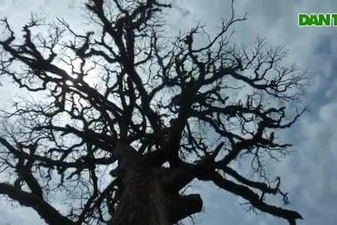 Cây trôi cổ thụ hơn 300 năm tuổi bị chết khô... chưa kịp đăng ký cây di sản