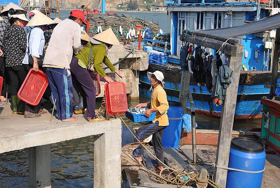 Ngư dân phấn chấn vì liên tục trúng đậm vụ cá, mực - 1 Ngư dân phấn chấn vì liên tục trúng đậm vụ cá, mực - 1
