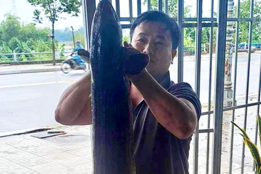 Người dân Quảng Ngãi câu được cá chình dài 1,6m