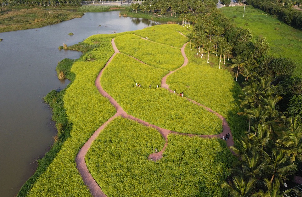 Ngỡ ngàng với cánh đồng hoa cải đẹp tựa chốn cổ tích ngay gần Hà Nội - 1 Ngỡ ngàng với cánh đồng hoa cải đẹp tựa chốn cổ tích ngay gần Hà Nội - 1