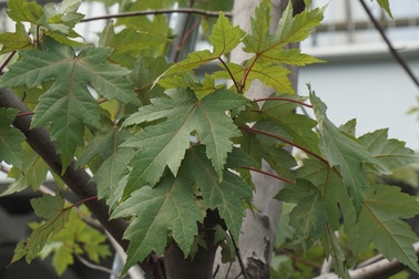 Cây phong xứ lạnh sống tươi tốt giữa “chảo lửa” Hà Nội