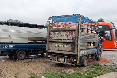 Quảng Bình: Bắt 2 xe chở lợn trốn kiểm dịch đang trên đường đi tiêu thụ